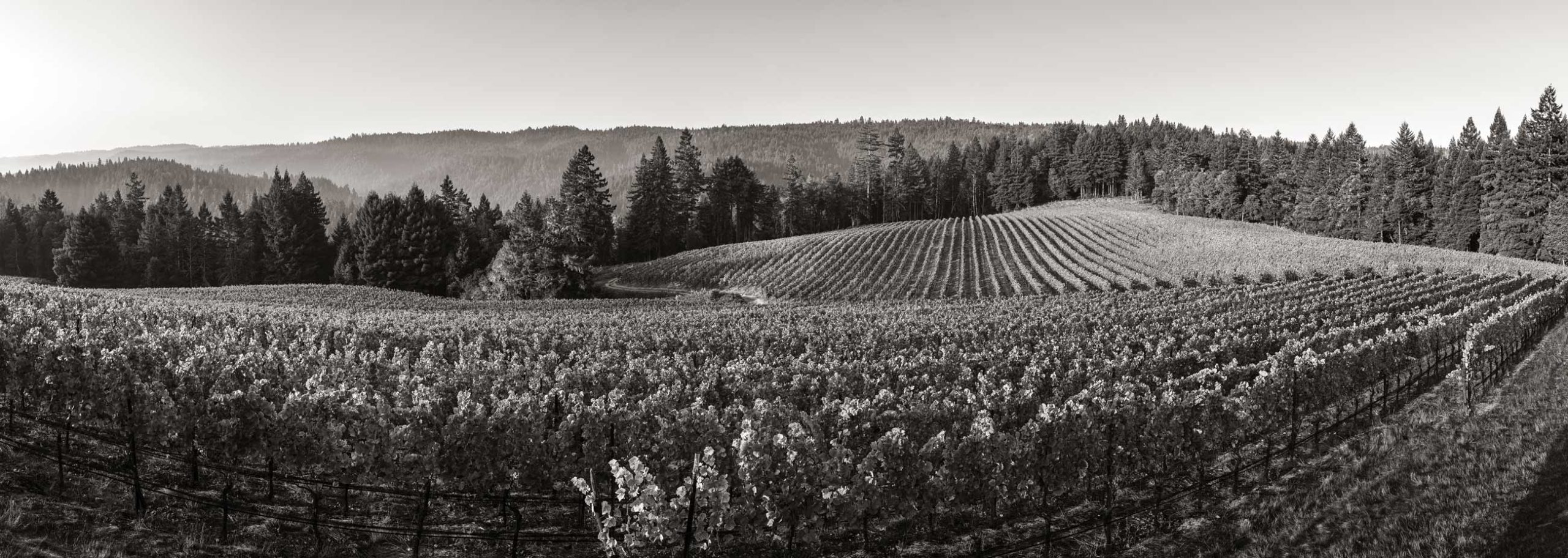 Account Peay Vineyards