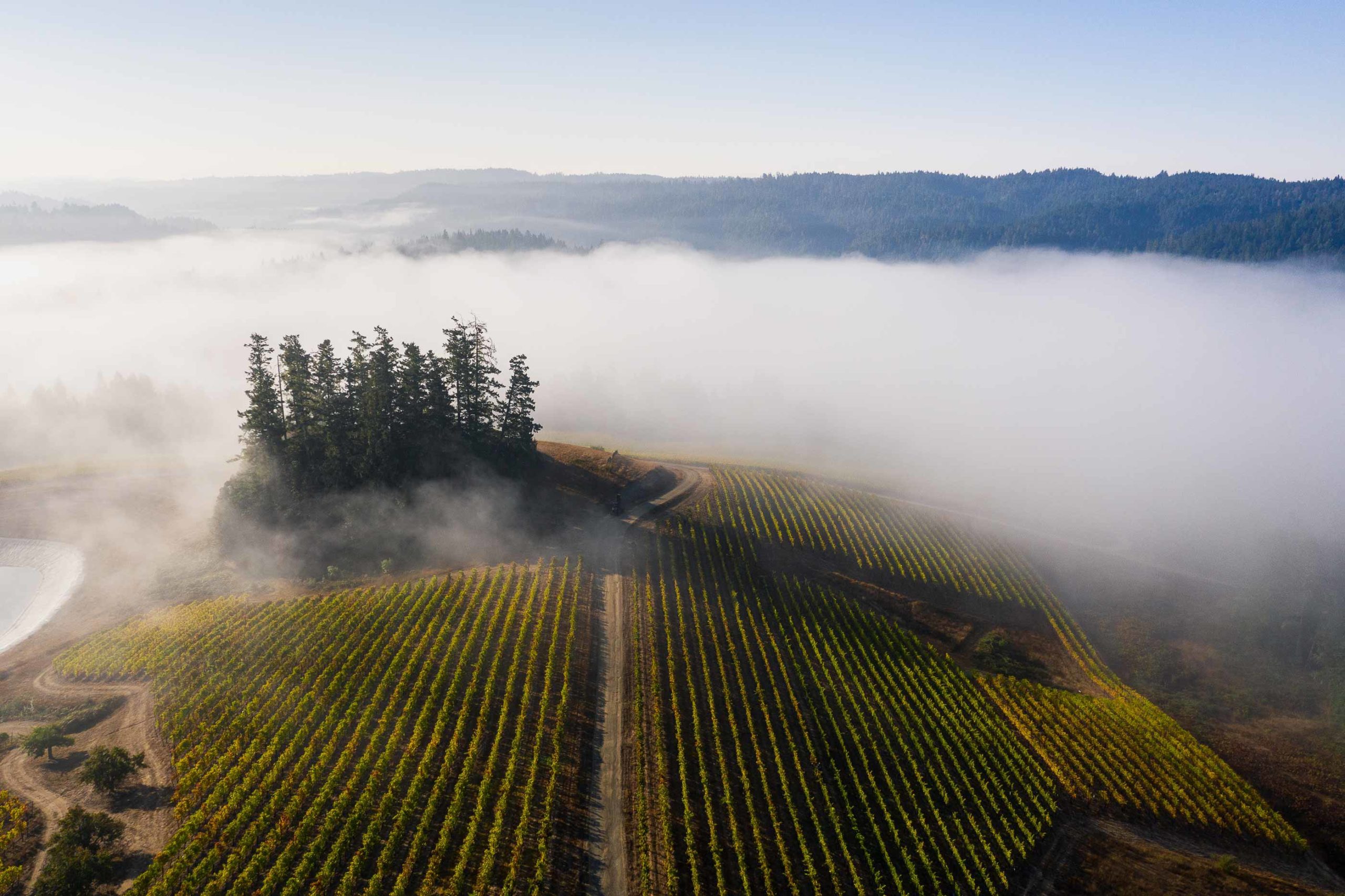 Organic Estate Vineyard Peay Vineyards